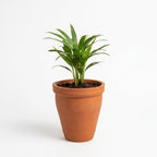 Terra Veda Planter - Handcrafted terracotta earthenware by Soul Of Soil